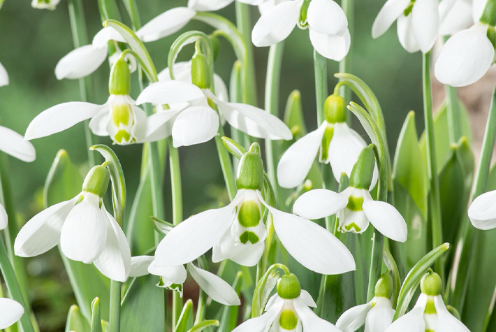 Potted bulbs