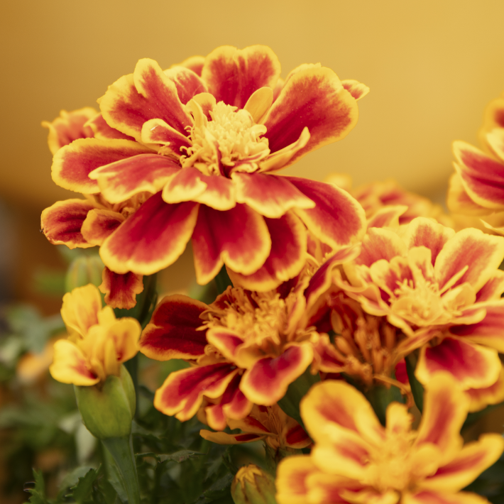 Marigolds
