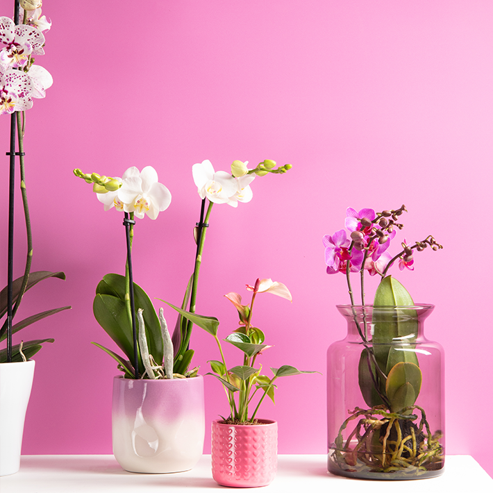 Mother's day gifting