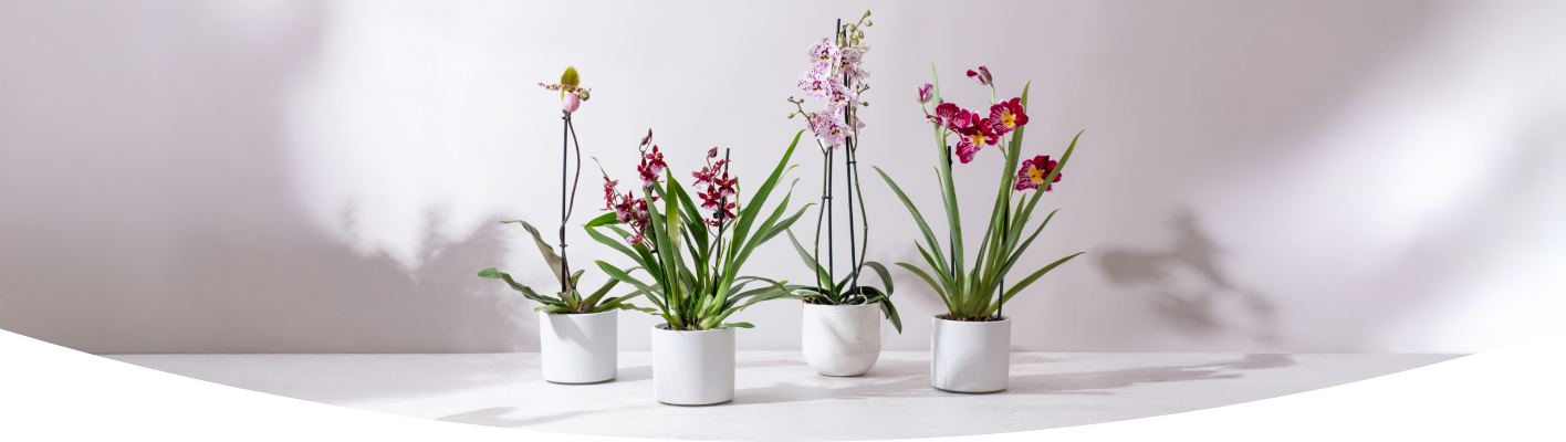 How to Care for Orchids