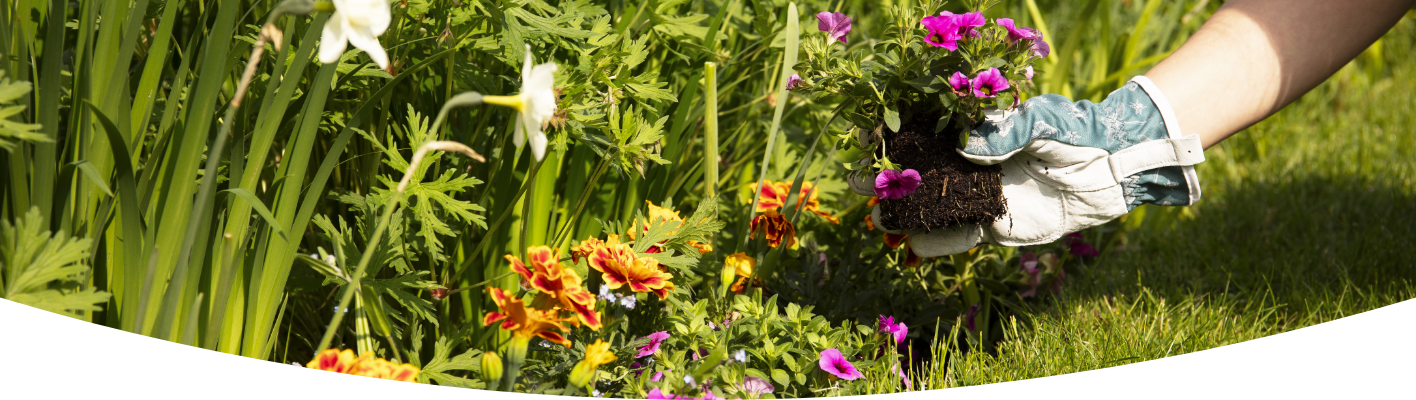 Summer bedding plants