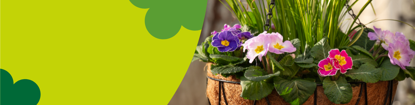 Spring bedding plants