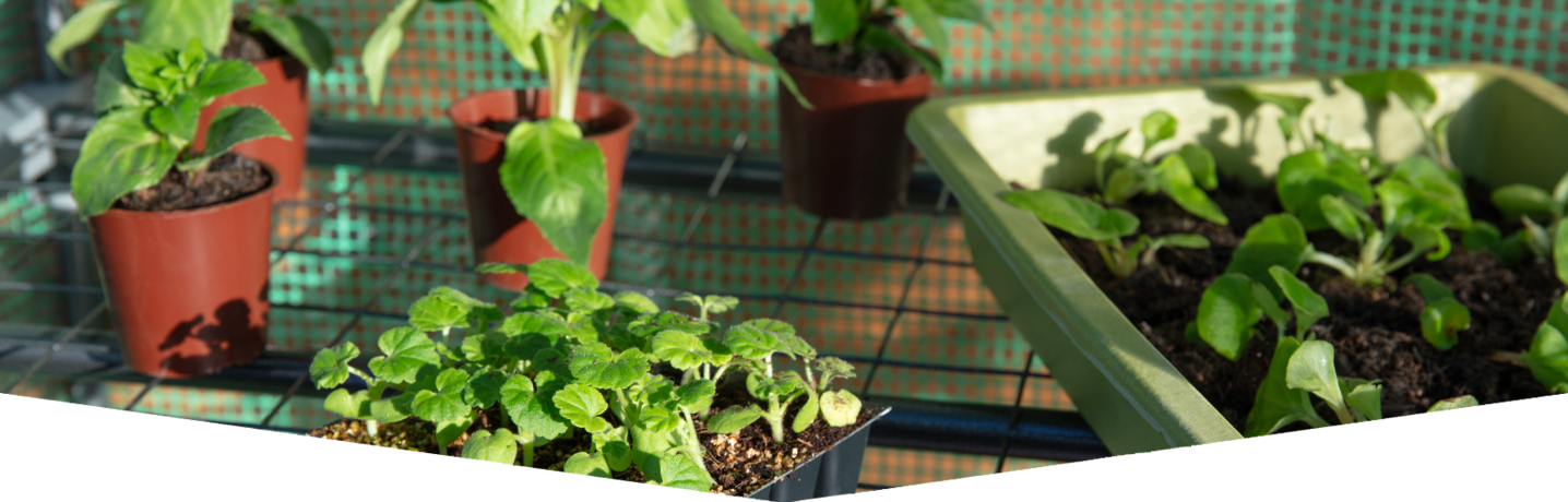 How to protect your plants in spring