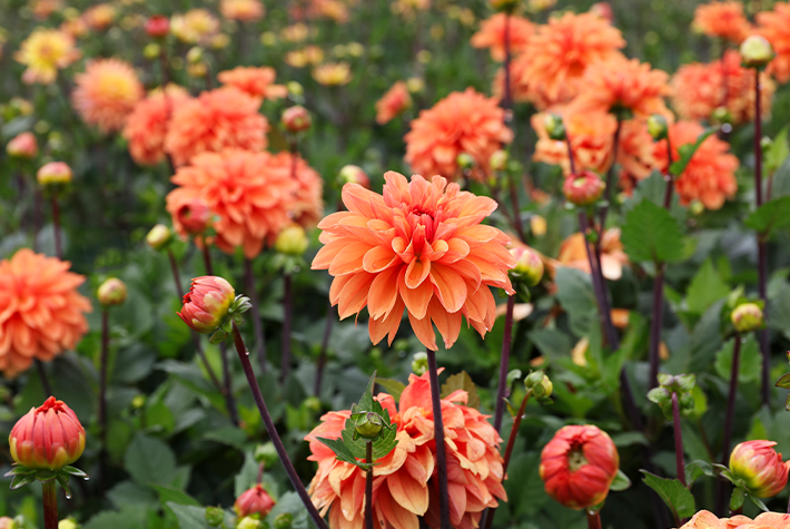 How to plant summer flowering bulbs