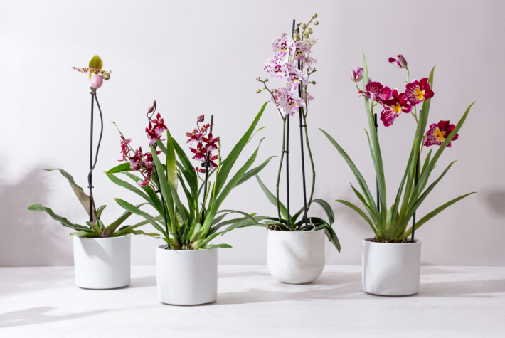 How to Care for Orchids