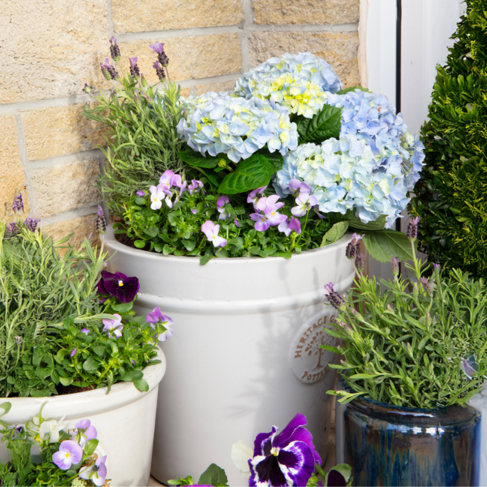 Bedding plants for pots & containers
