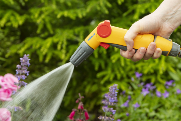 How to care for bedding plants