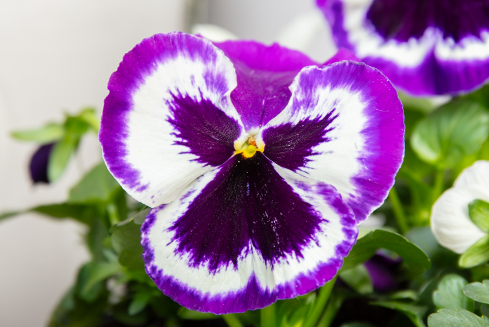 Spring doorway ideas