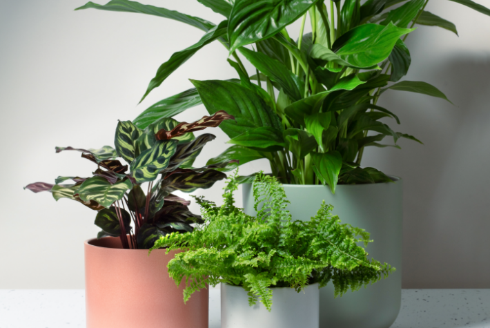 Gardening tips for April