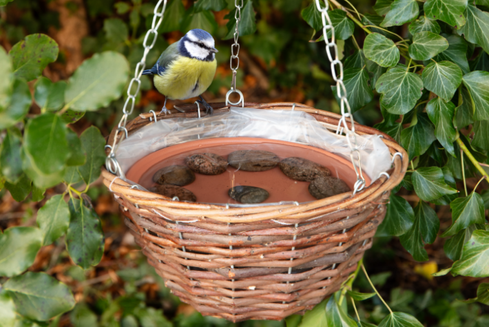 Gardening tips for April