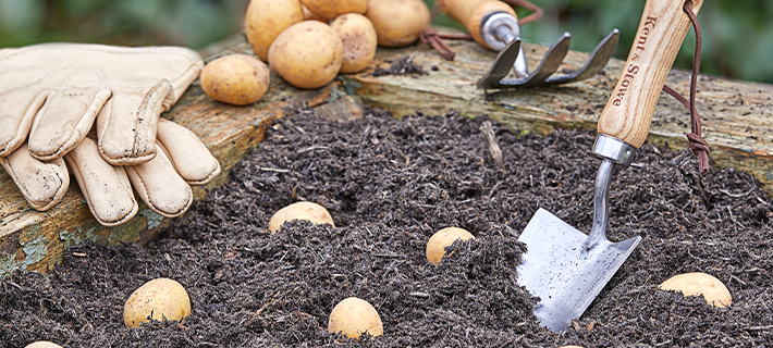 Read our guide on how to grow your own potatoes