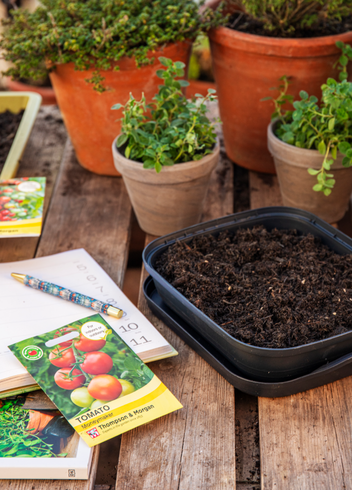 How to grow tomatoes