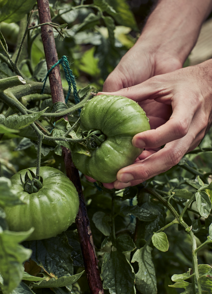 How to grow tomatoes