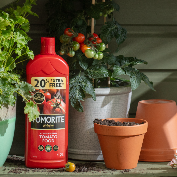 How to grow tomatoes