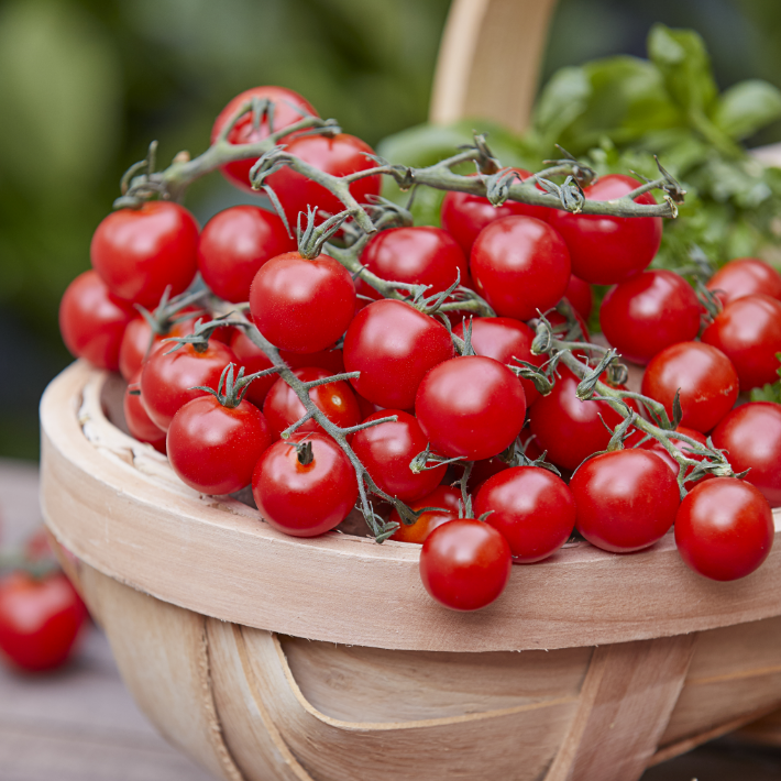 How to grow tomatoes