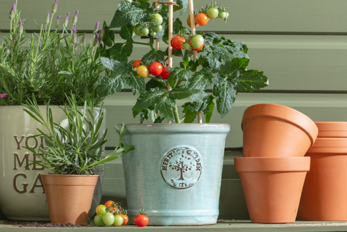How to grow tomatoes