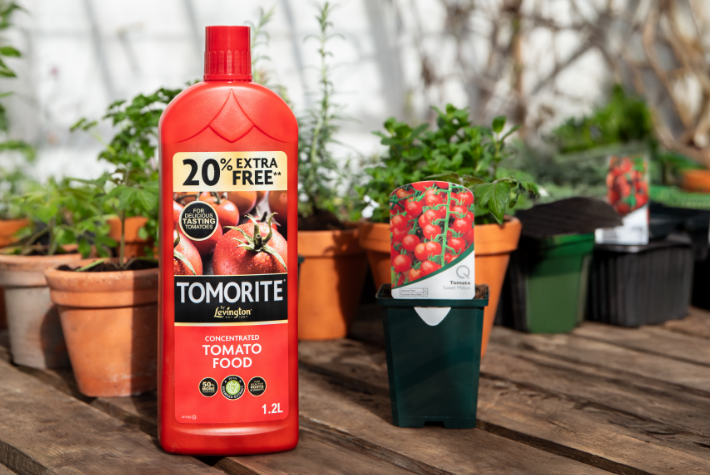 How to grow tomatoes