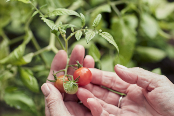 How to grow tomatoes