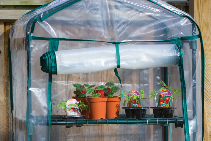 How to grow tomatoes