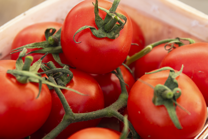 How to grow tomatoes
