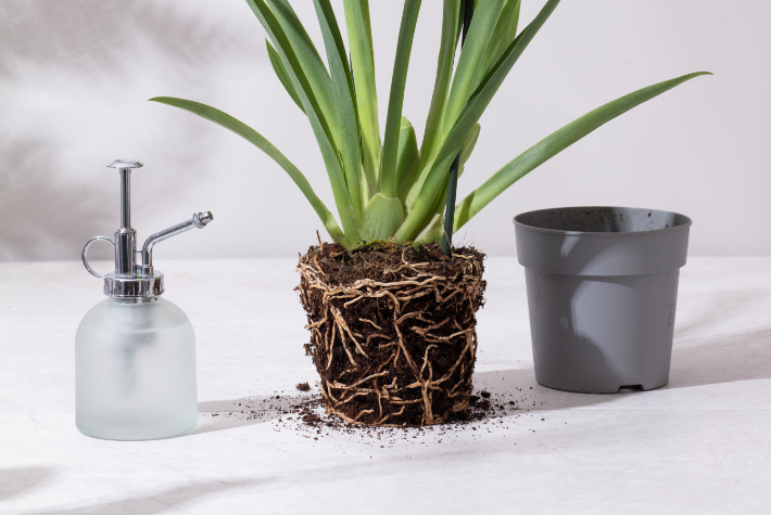 Gardening tips for May