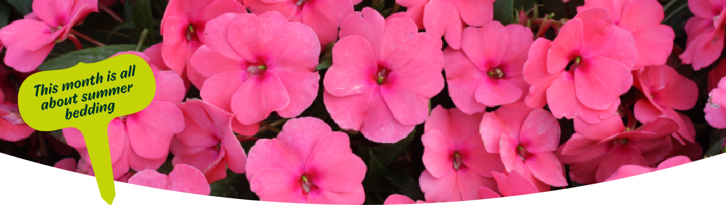 Gardening tips for May