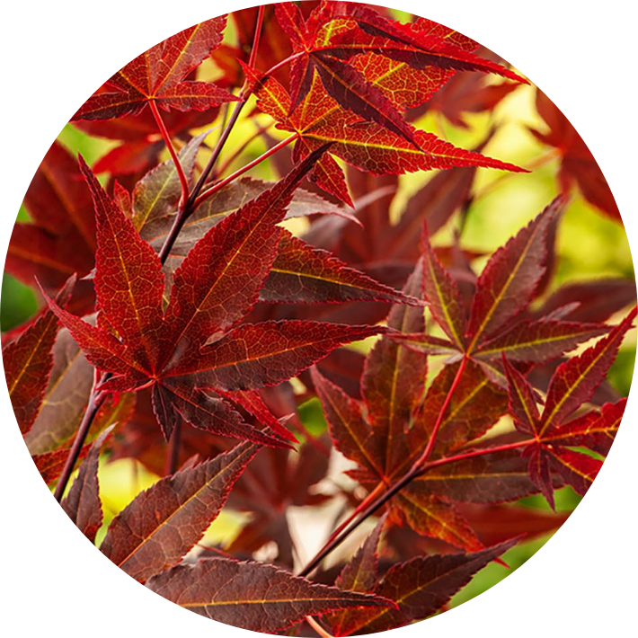Acer