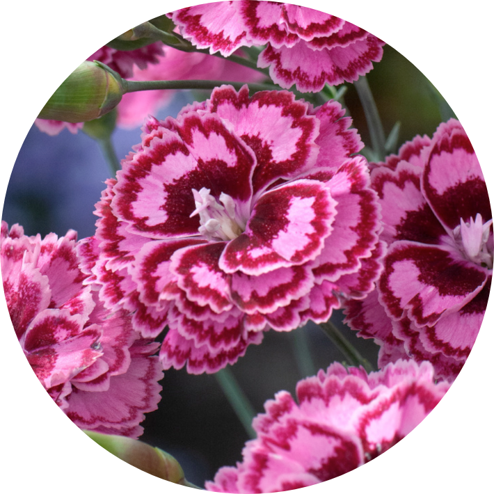 Dianthus