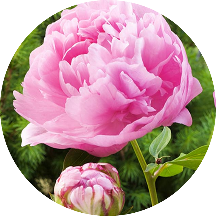 Peony