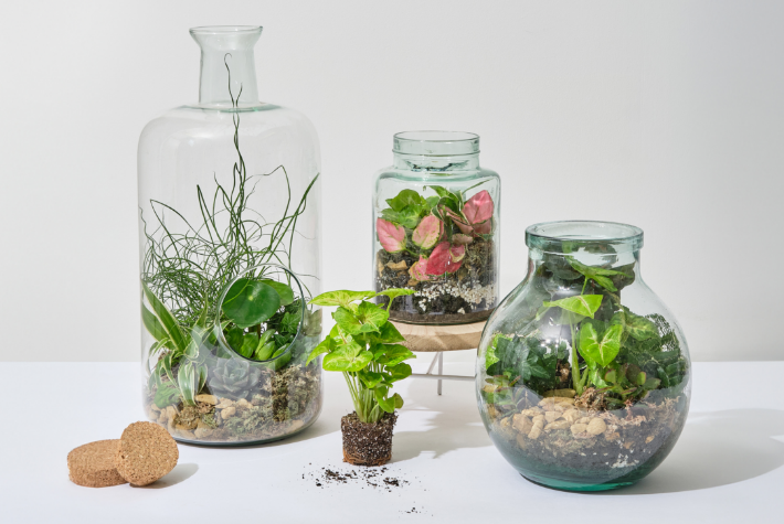 Create your own terrarium