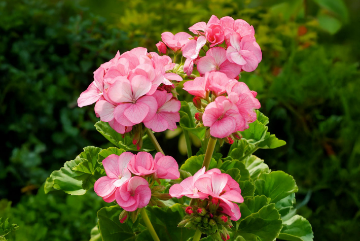 Hardy Geraniums