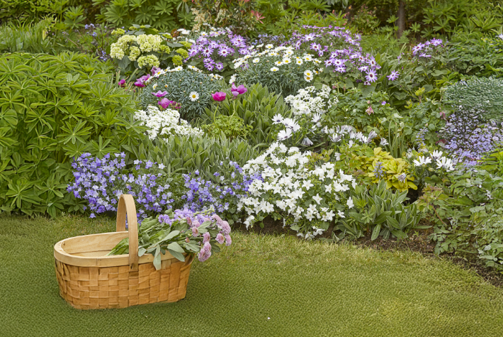 10 flowers that come back every year