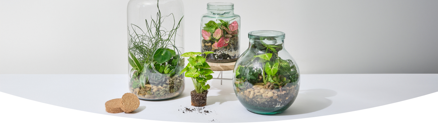 Create your own terrarium