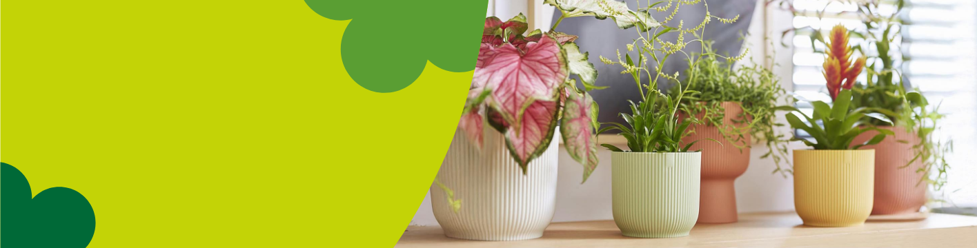 Plastic indoor plant pots