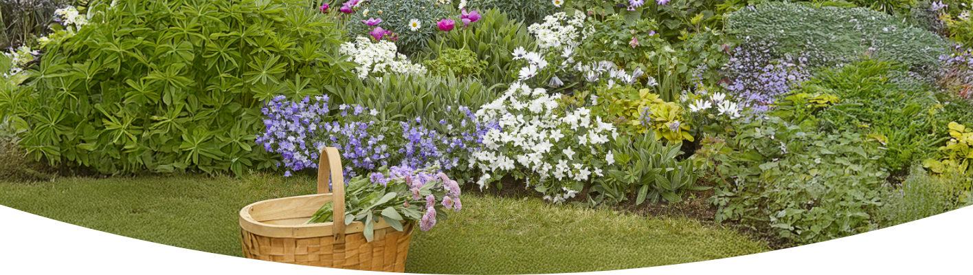 10 flowers that come back every year 