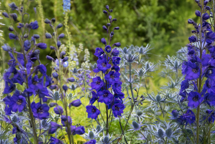 Herbaceous Salvia