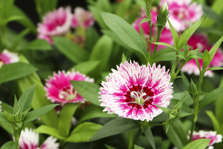 Pinks Dianthus
