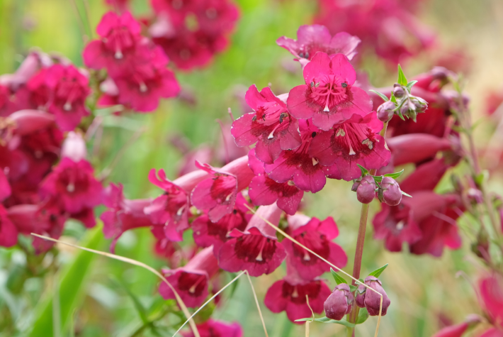 Penstemons