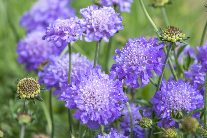 Scabious