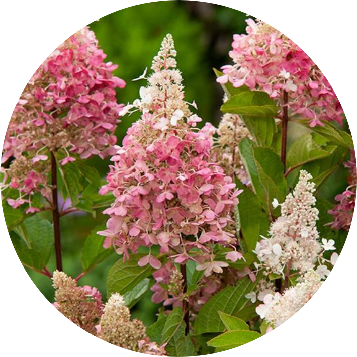 Hydrangea