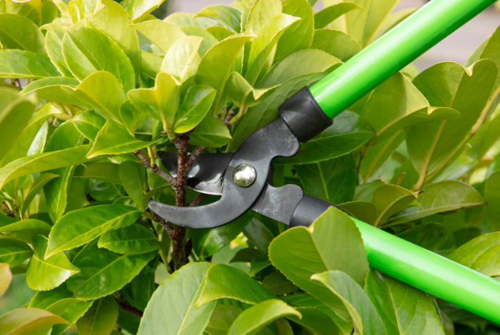 Essential gardening tools & equipment