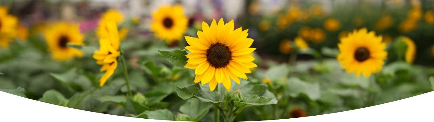 How to grow sunflower seeds