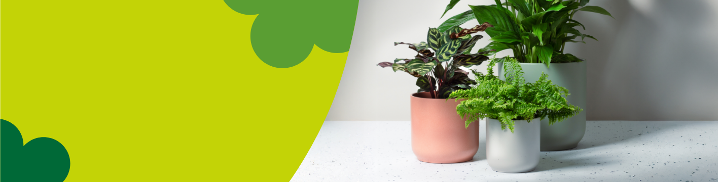 Ceramic indoor plant pots