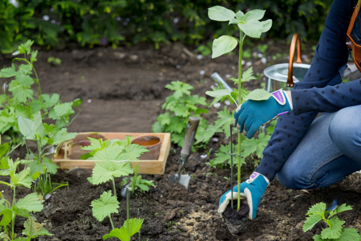 How to plant sunflowers