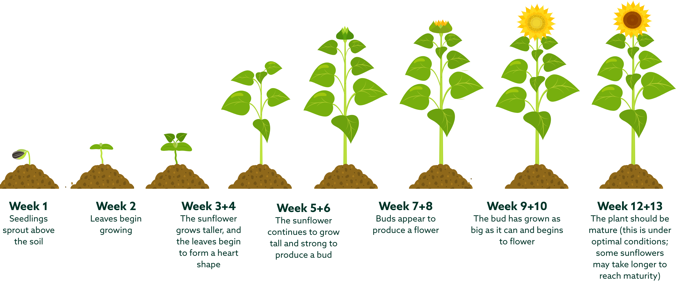 Parts of the sunflower