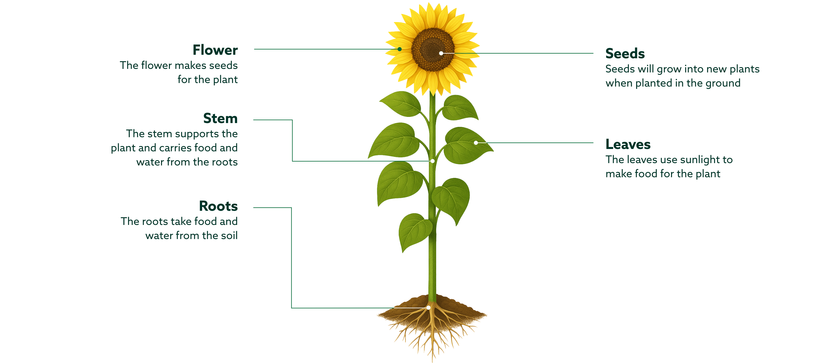 Sunflower growth chart