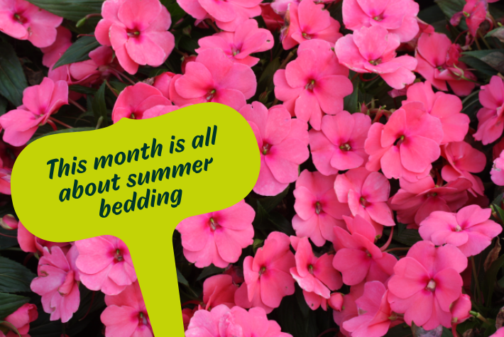 Gardening tips for May