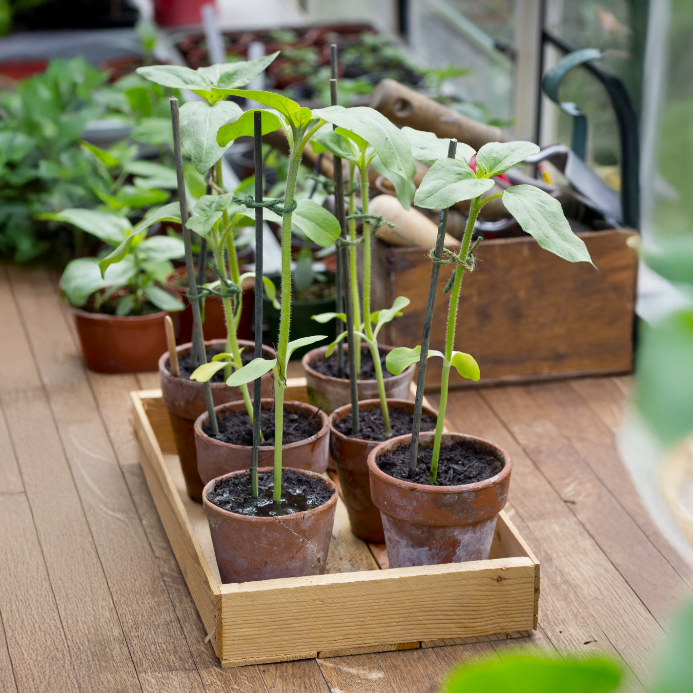 Look after your sunflower