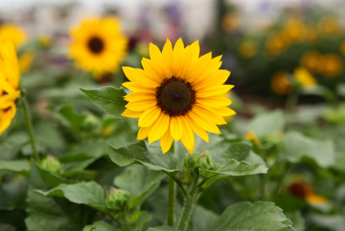 How to grow sunflower seeds