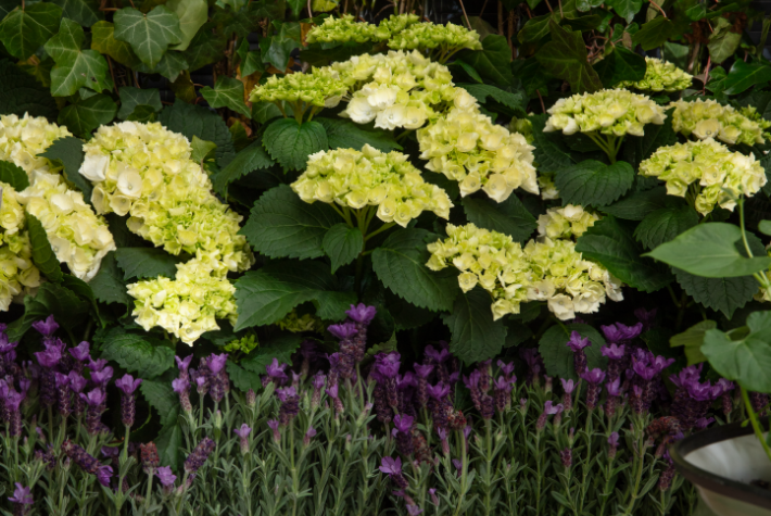 Create a sensory garden